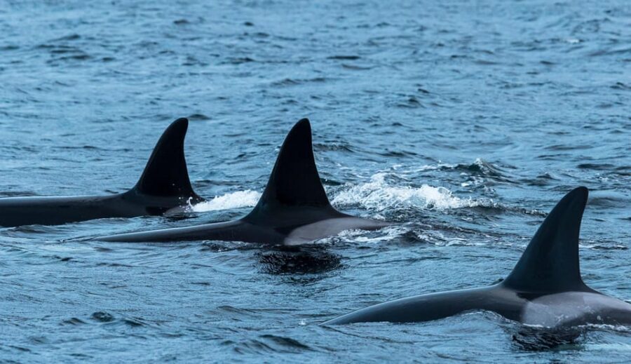 Whale Watching RIB Safari at Skjervøy - In Skjervøy: meet your guide and get fitted before the chill hits