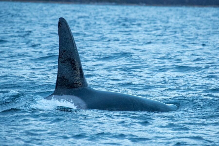 Whale Watching RIB Safari at Skjervøy - Price and value: why $251 can feel high, and why it still may be fair