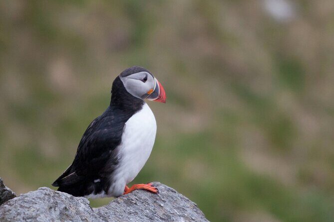 Wildlife Sea Safari in Alesund - Key highlights you’ll care about