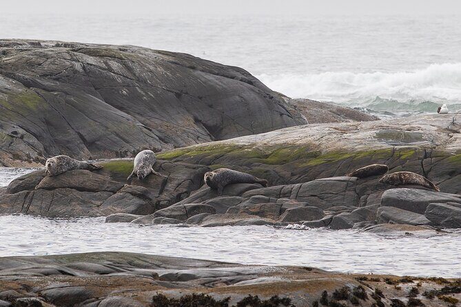 Wildlife Sea Safari in Alesund - A 2-hour wildlife safari that starts with motion