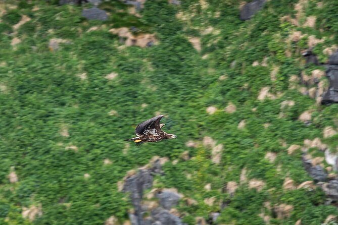Wildlife Sea Safari in Alesund - Stop at Runde Fuglefjell: the Bird Island and Storhornet views