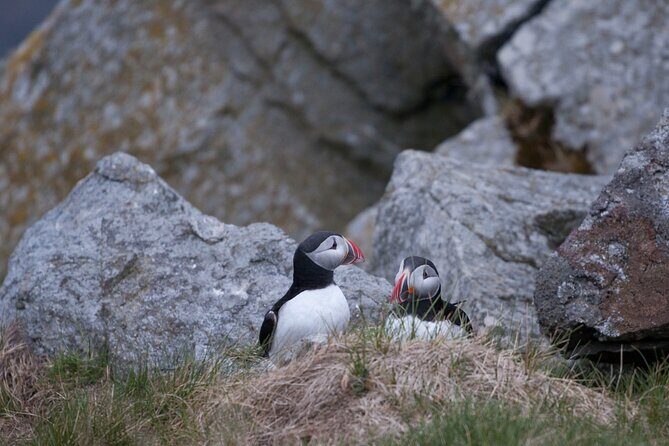Wildlife Sea Safari in Alesund - Getting warm and seeing clearly: thermal suite, life jacket, goggles